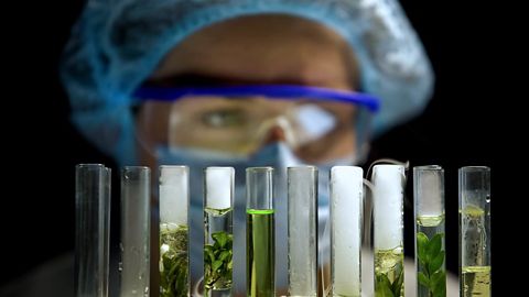 Chemist checking reaction in tubes with plants, alternative fuel development