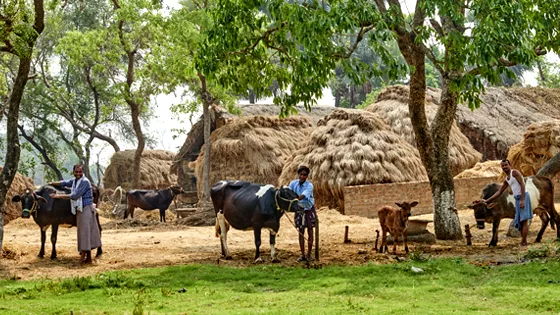 Livestock Development