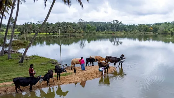 Supporting Livelihoods