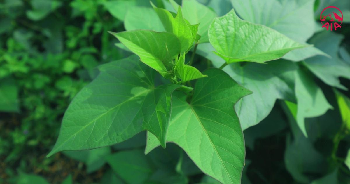 Chỉ số GI và GL của rau lang rất thấp