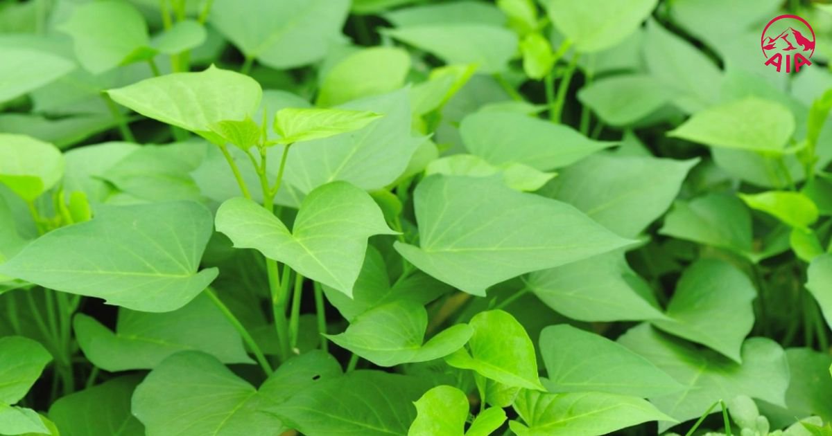 Rau lang là nguồn cung cấp dưỡng chất tự nhiên cho người bệnh tiểu đường