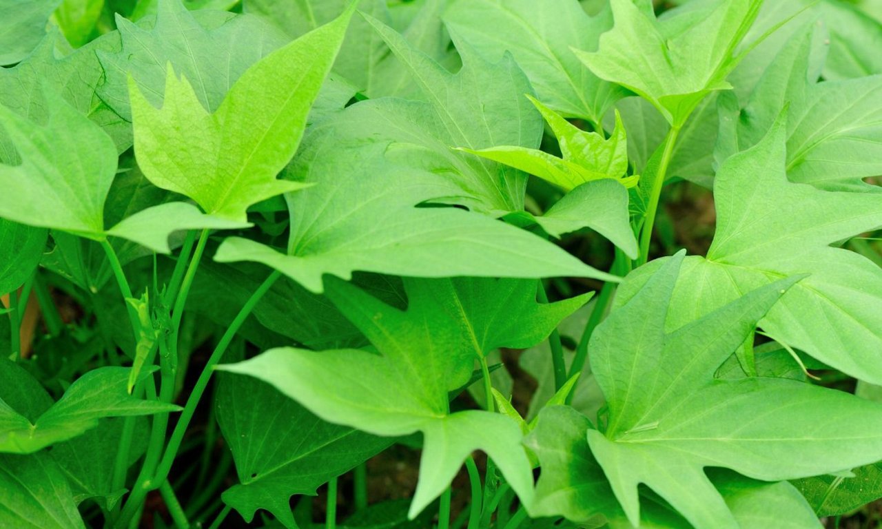 Giải đáp thắc mắc: Bệnh tiểu đường ăn rau lang được không?