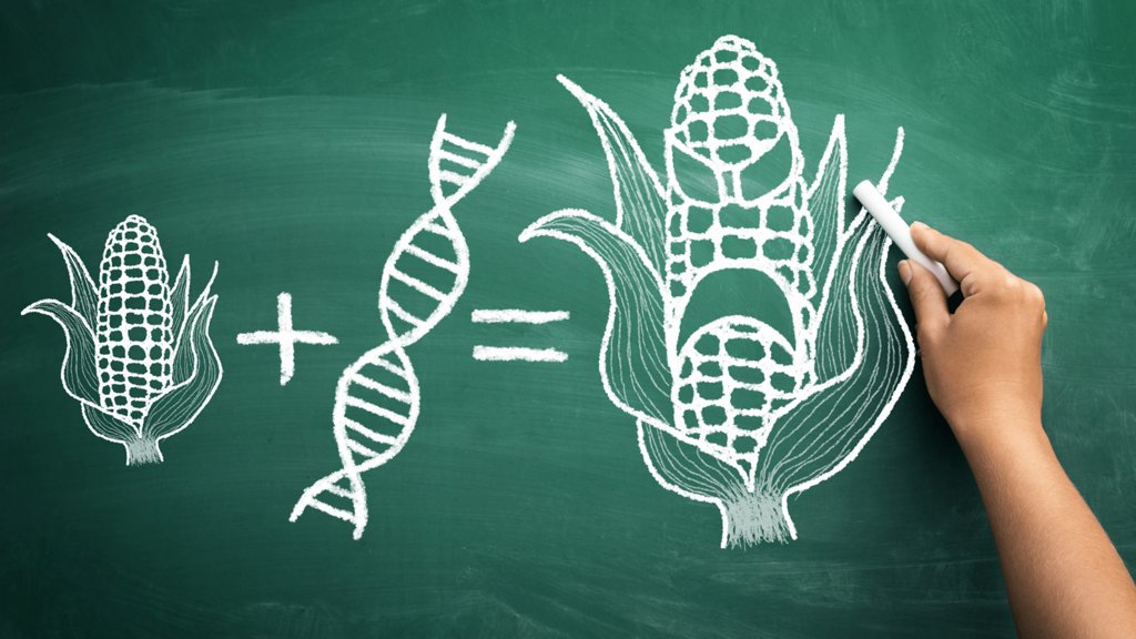 Những điều cần biết về thực phẩm biến đổi gen GMO | AIA Vietnam