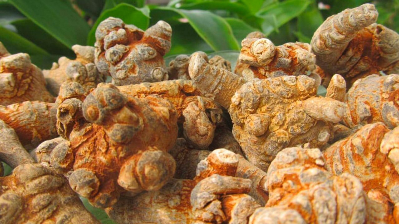 Bộ phận làm thuốc của tam thất
