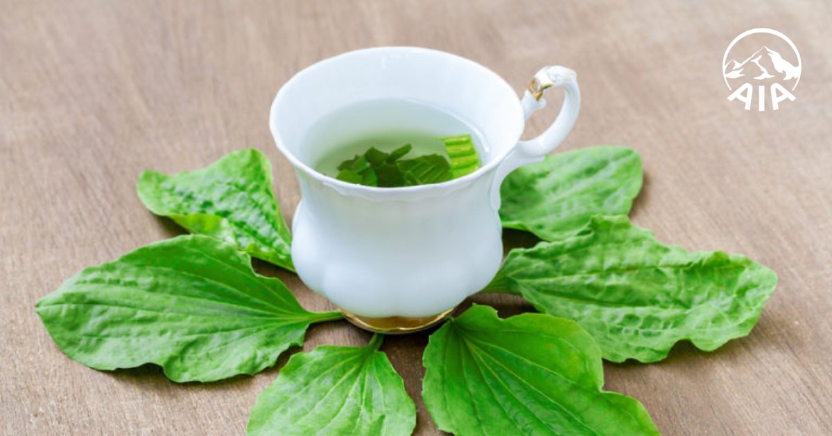 Bài thuốc từ cây mã đề trị bệnh