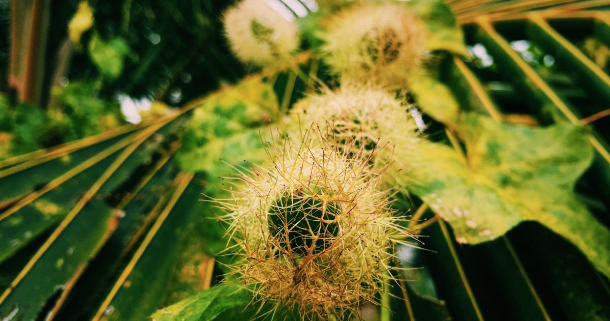 Thành phần hóa học và tác dụng tuyệt vời của Lạc Tiên