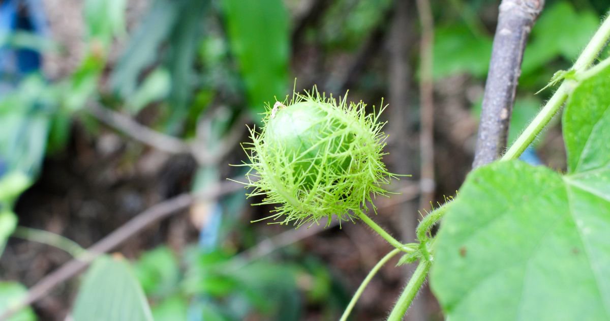 Quả của cây lạc tiên khi chưa chín