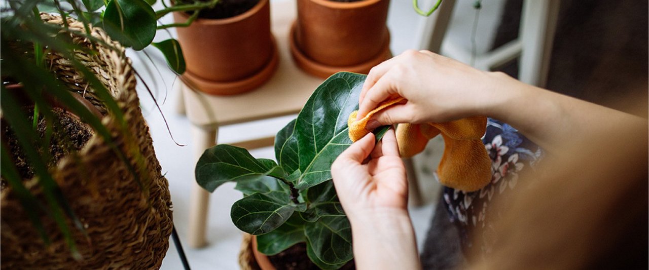 a person working on a plant in a pot