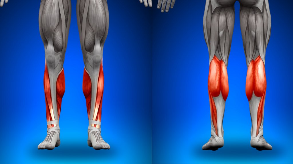Phân biệt 10 nhóm cơ trên cơ thể để tập gym hiệu quả | AIA Vietnam
