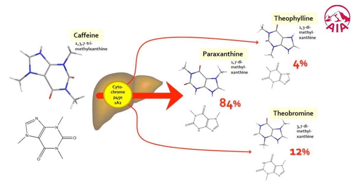 Cơ chế hoạt động của caffeine trong cơ thể