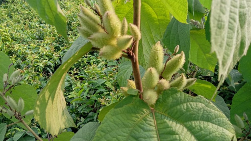 Tác dụng của cây an xoa khô là gì?