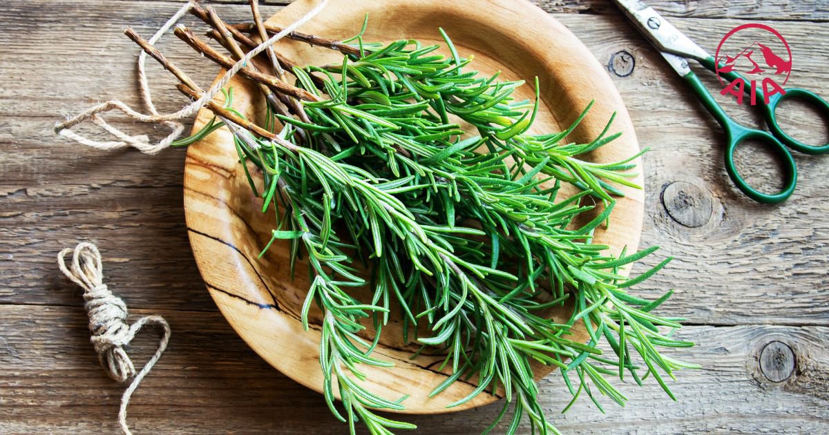 Liều dùng và cách dùng hương thảo