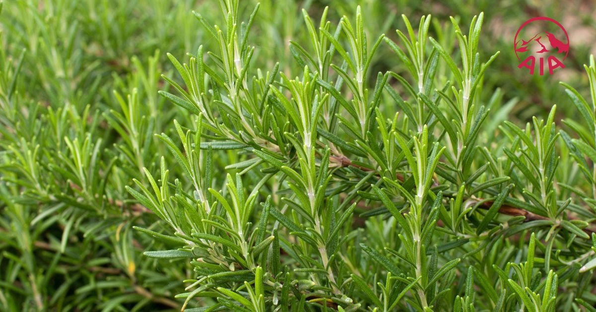 Hương thảo là một loại cây bụi hoặc thảo mộc thường xanh