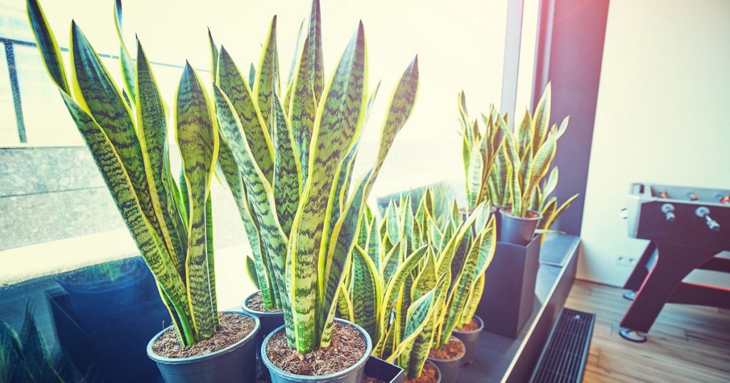 Cây lưỡi hổ có tác dụng gì đối với sức khỏe và phong thủy? | AIA Vietnam