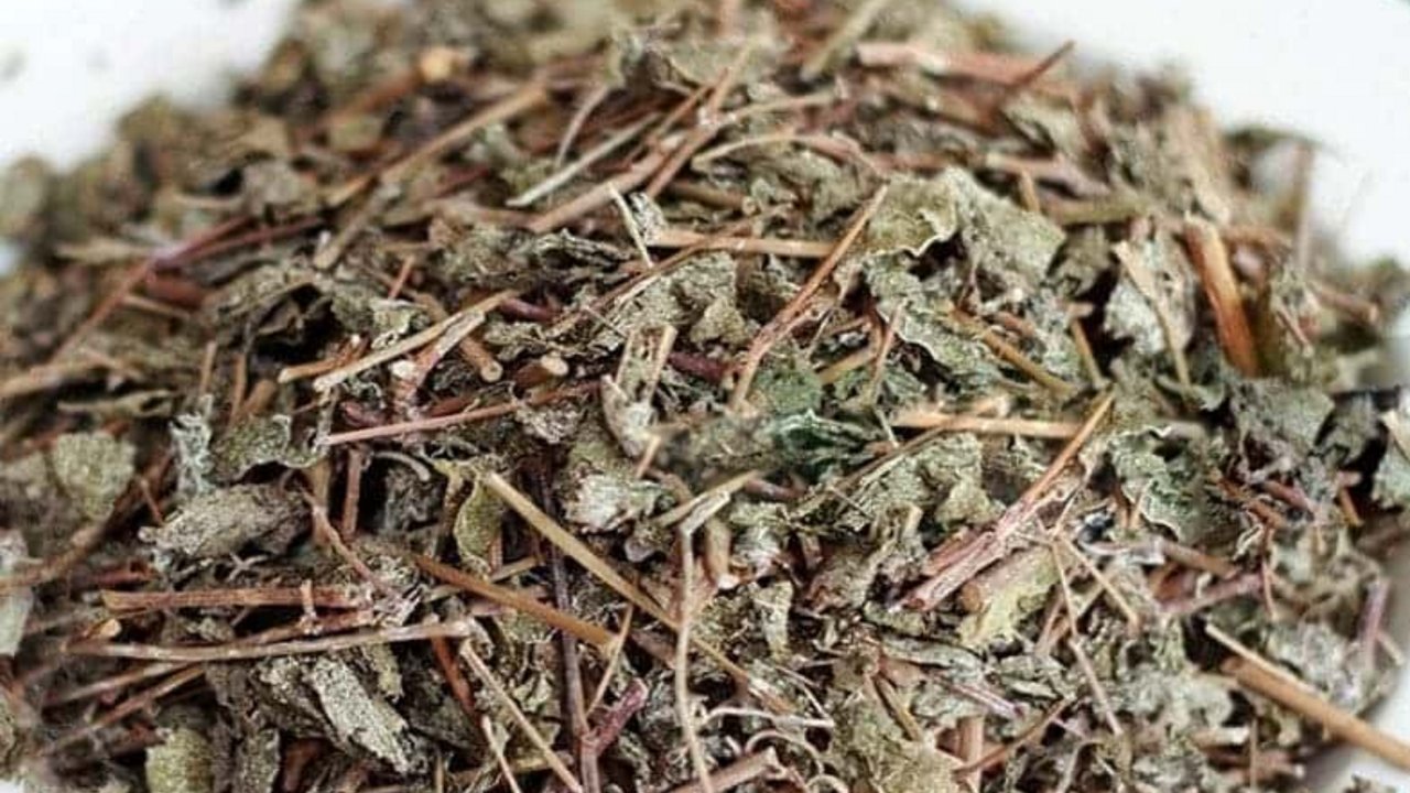chè dây giúp chữa đau dạ dày tá tràng