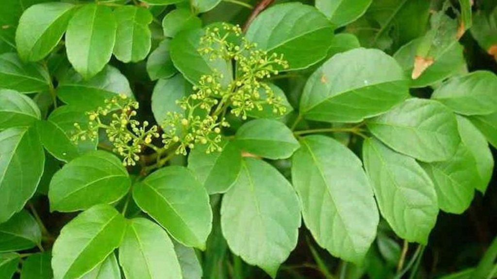 Chè dây có tác dụng như thế nào với sức khỏe