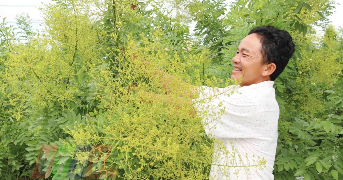 hoa hòe có thể dùng để ổn định huyết áp