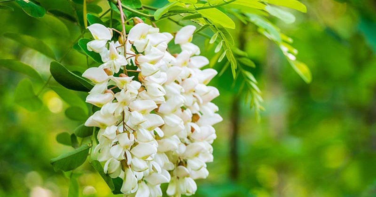 công dụng của cây hoa hòe