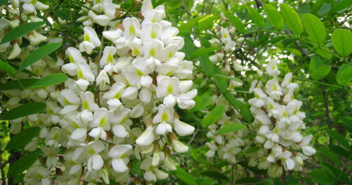 các bài thuốc chữa bệnh từ hoa hòe