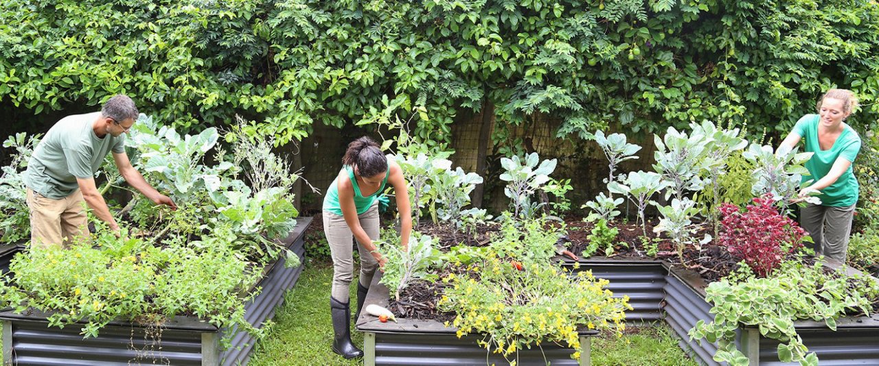 people working in a garden