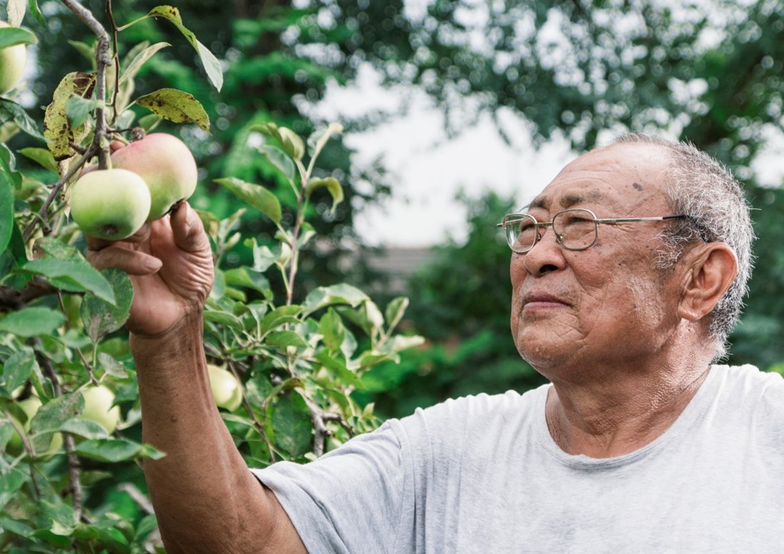 一位老人家正在蘋果園中採摘蘋果。蘋果是含有豐富纖維、維他命和礦物質的健康零食。