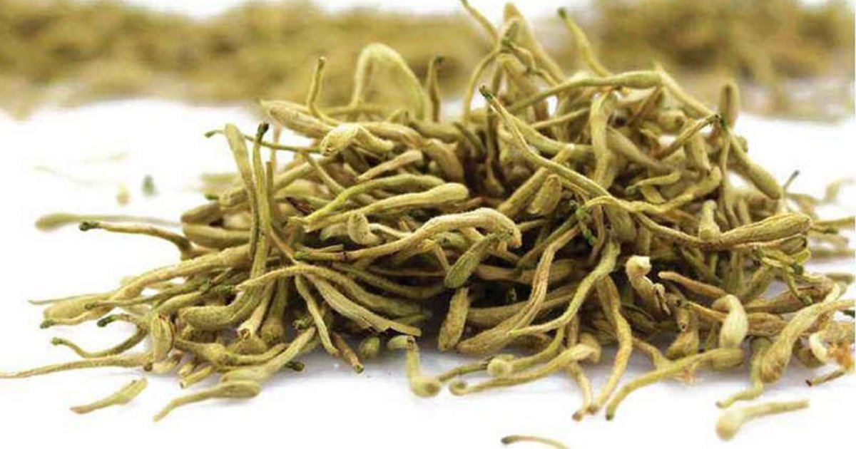 cây kim ngân có thể dùng để hổ trợ điều trị viêm phổi ở trẻ nhỏ