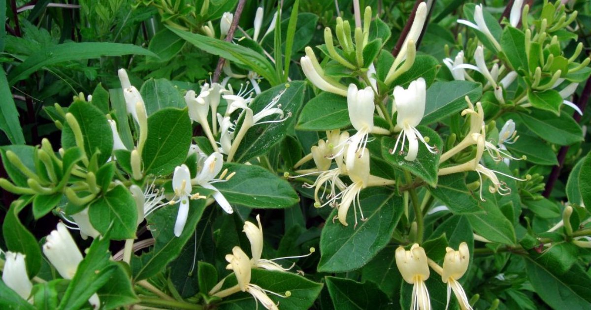 cây kim ngân hoa là gì