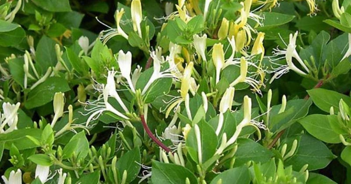tác dụng của cây kim ngân hoa