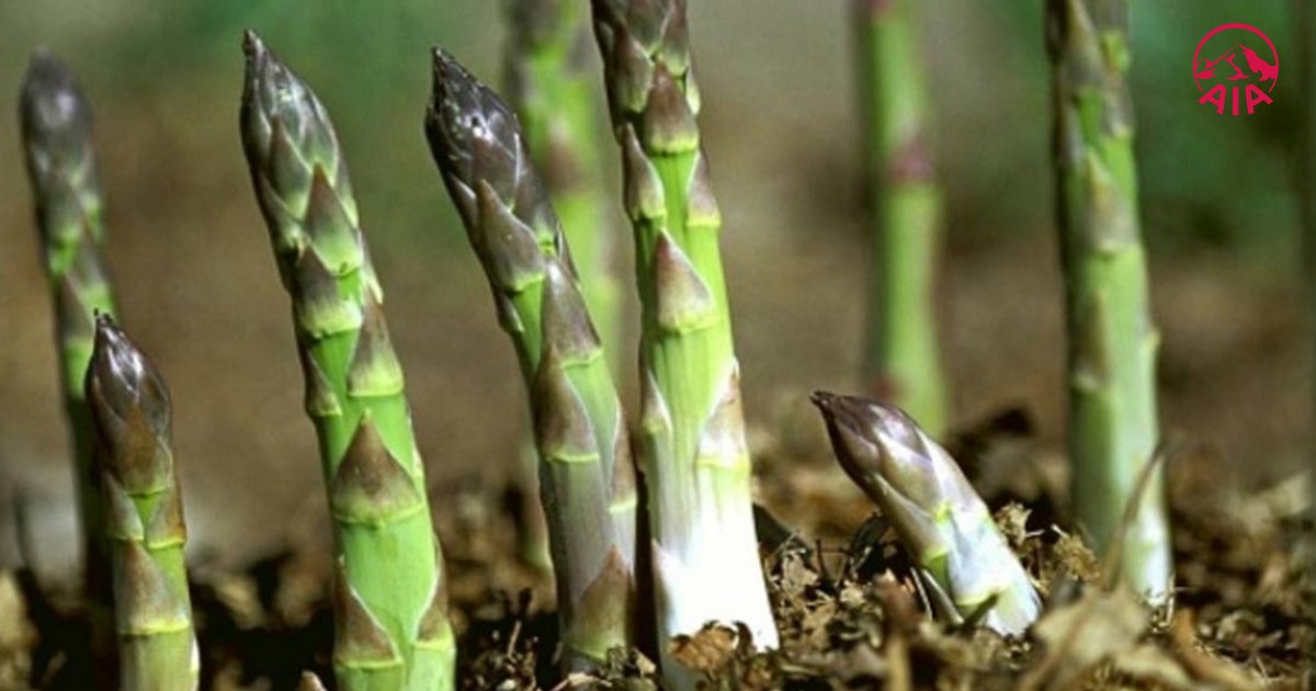Măng tây thường được trồng trên các vùng đất ôn đới và nhiệt đới