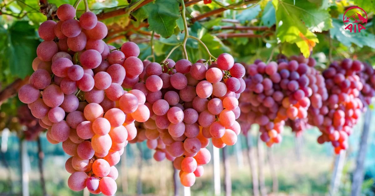 Bài viết - WISE- nguoi-benh-tim-nen-an-trai-cay-gi-9