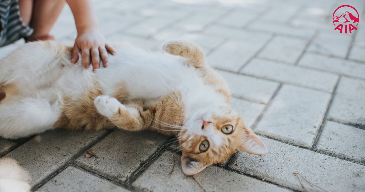 Đảm bảo thú cưng mang lại niềm vui và sự cân bằng cho bạn