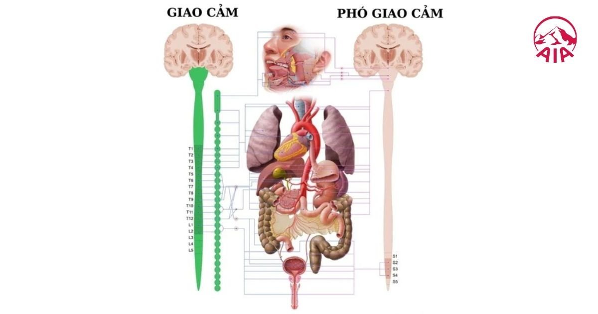 Rối loạn thần kinh thực vật là tình trạng mất cân bằng giữa hệ thần kinh giao cảm và phó giao cảm.
