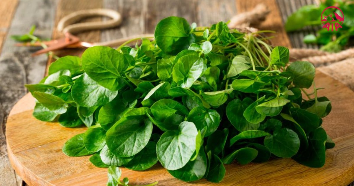 Cải xoong là đường truyền bệnh chính của sán lá gan