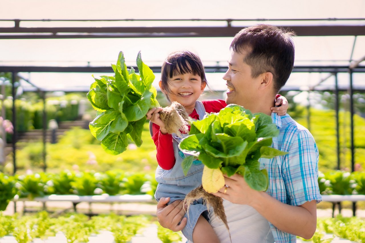 Asian father and daughter collect hydroponic vegetables on a farm.