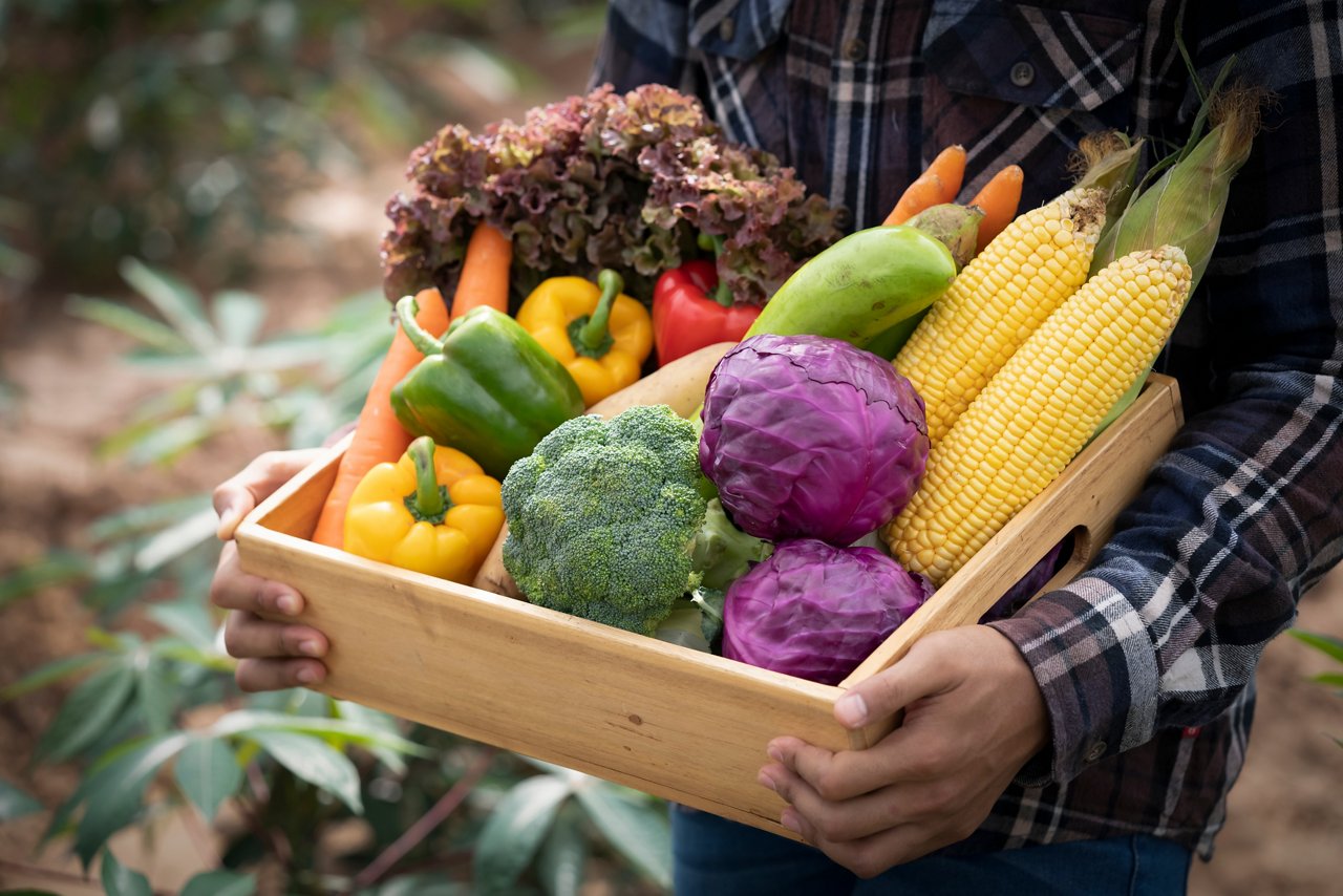 兩隻手托著一箱蔬菜，其中有西蘭花、捲心菜、玉米、黃綠甜椒、玉米、胡蘿蔔和萵苣。 