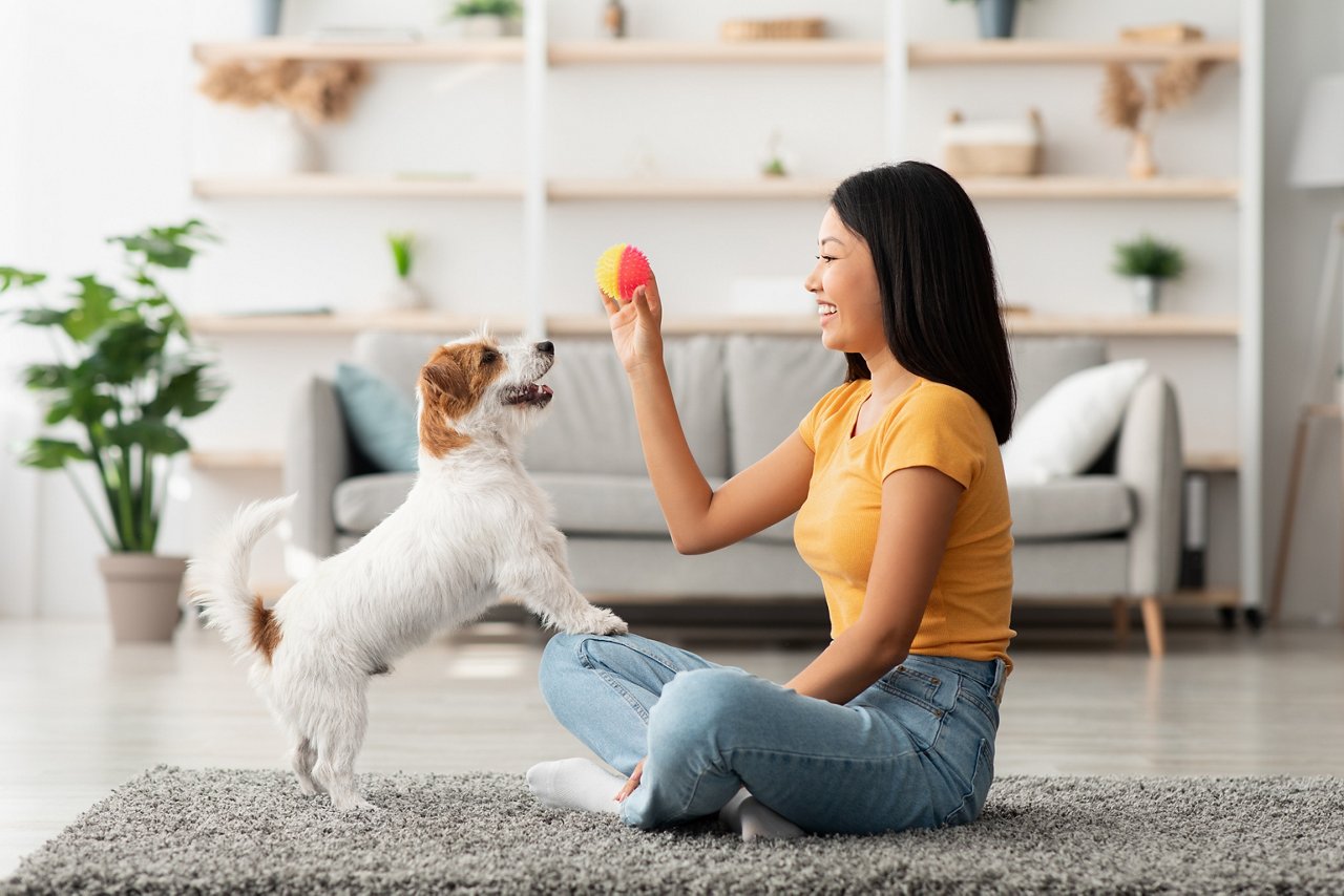 Asian woman plays with dog at home.