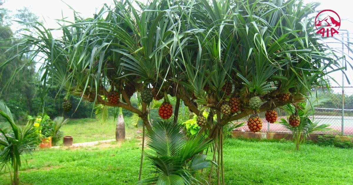 Hướng dẫn ngâm rượu dứa dại