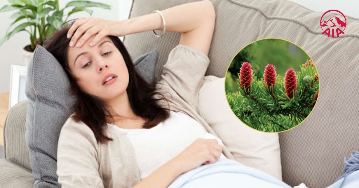 Tinh dầu thông đỏ có khả năng tăng cường miễn dịch