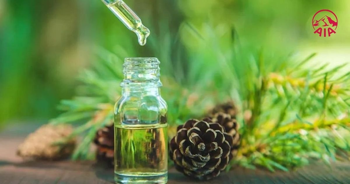 Tinh dầu thông đỏ tốt cho tim mạch, giảm xơ vữa động mạch