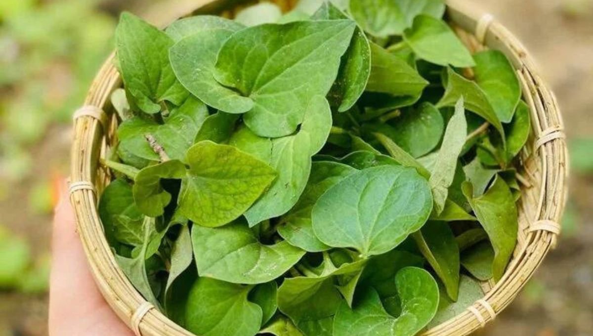Rau diếp cá có thể gây nhiễm khuẩn