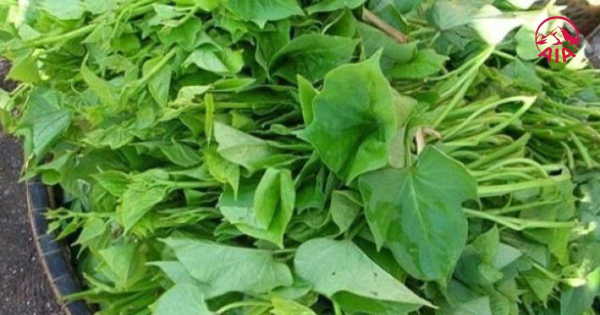 Rau lang - món ăn quen thuộc và chứa rất nhiều chất dinh dưỡng