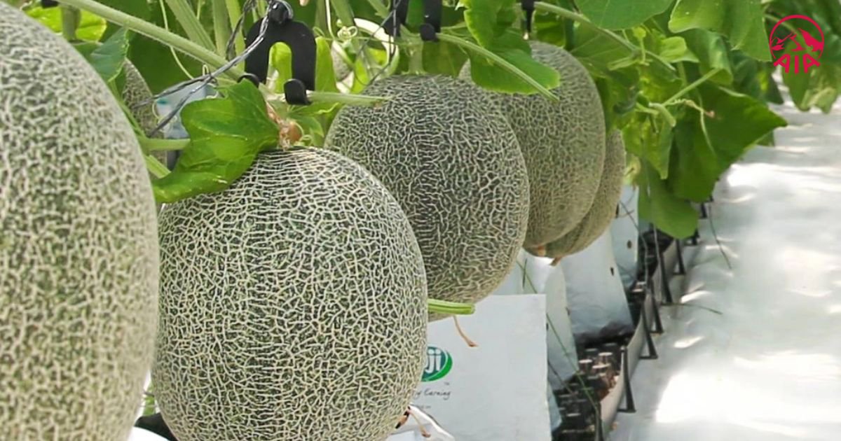 Dưa lưới giàu chất xơ hỗ trợ hệ tiêu hóa rất tốt