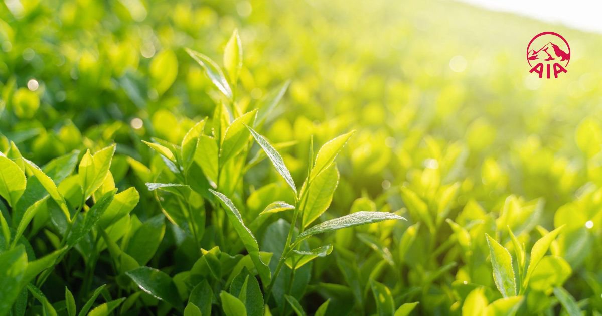 Có nên uống trà xanh tươi khi đói không?