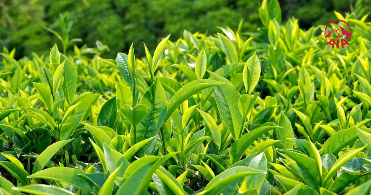 Uống trà xanh tươi mỗi ngày có tốt không? 