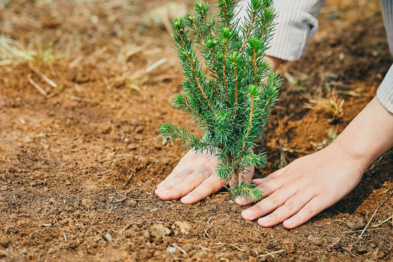 Young hands planting a tree