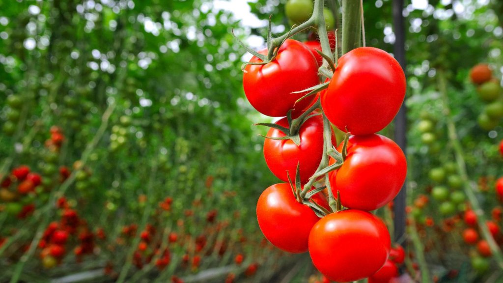 Ăn cà chua có tác dụng gì? Các lưu ý cần tránh khi ăn sống | ăn cà ...
