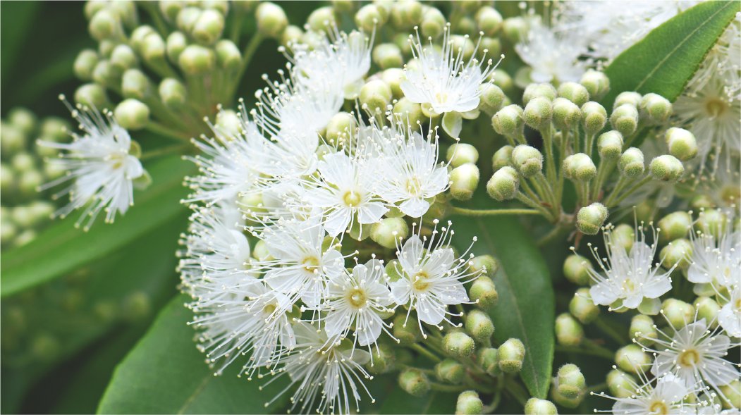 a white flower