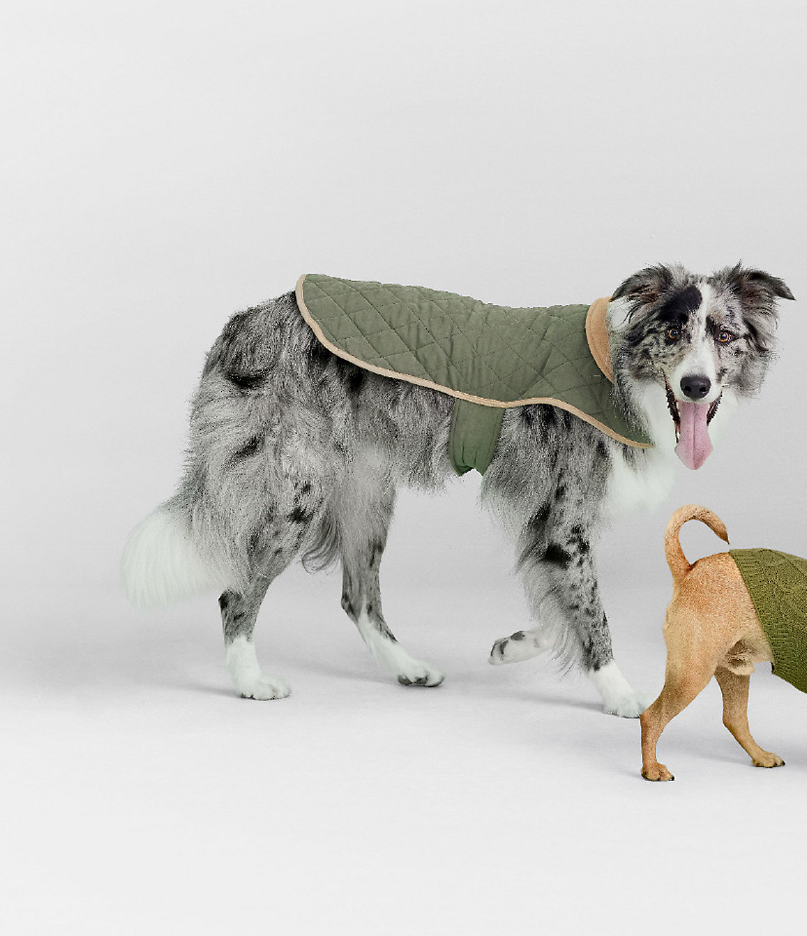 Everything your Pet needs for Winter