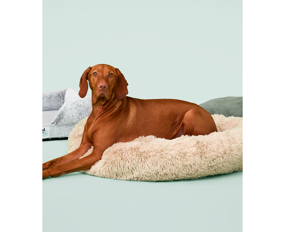 Big w pet outlet bed