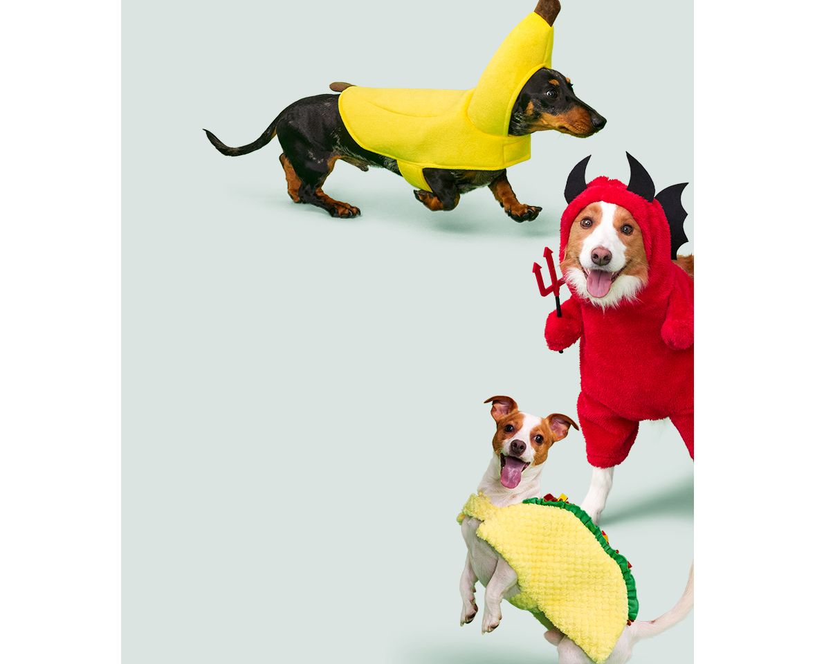 Pet Food, Care & Accessories BIG W